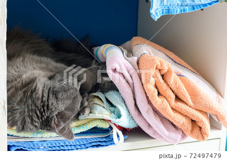 The cat sleeps in the closet on the shelf with things The cat sleeps in the closet on the shelf with things 72497479