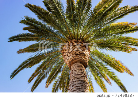 Sunny view of the Town Square shopping mall 72498237