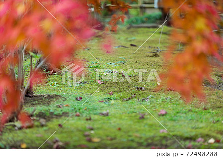 11月の紅葉 千葉県松戸市 日本 11月の紅葉 千葉県松戸市 日本 72498288
