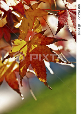 Bright japanese maple leaves 72498300