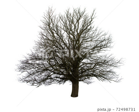 tree isolated tree isolated 72498731
