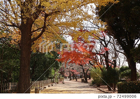 飛鳥山公園　紅葉風景 72499006