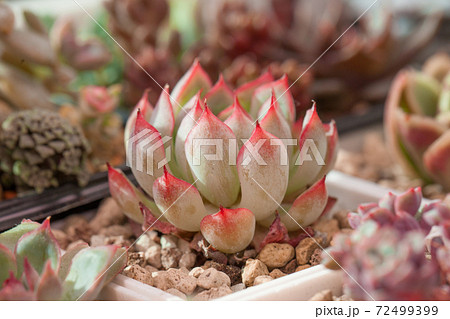 Succulent plant Echeveria Mexensis Zaragoza on nature background Succulent plant Echeveria Mexensis Zaragoza on nature background 72499399