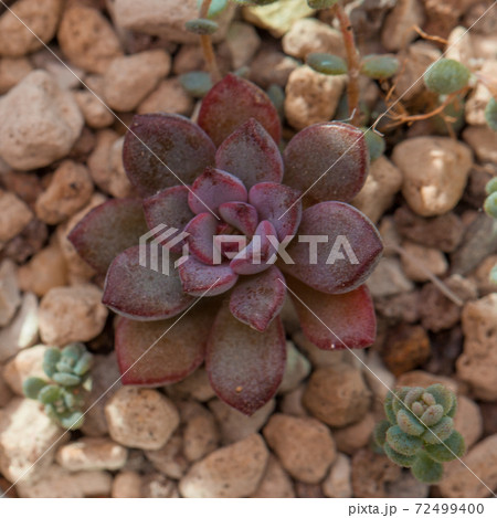 Echeveria Purple Dream succulent houseplants, top view Echeveria Purple Dream succulent houseplants, top view 72499400