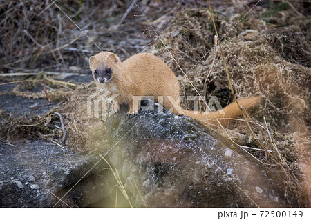 野生のイタチの写真素材