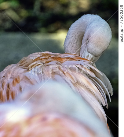 Greater flamingo (Phoenicopterus roseus) - Spain Greater flamingo (Phoenicopterus roseus) - Spain 72500259