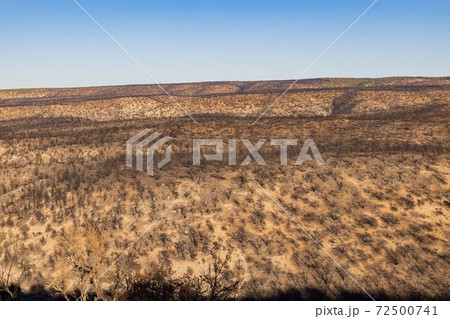 Many black burned tree after a big wild fire Many black burned tree after a big wild fire 72500741