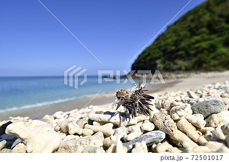奄美大島の海岸に漂着するウニ殻　海岸漂着物 72501017