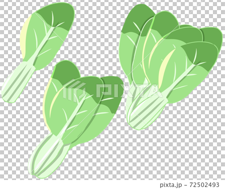 Bok choy (no line) Bok choy (no line) 72502493