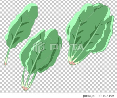 Spinach (no line) Spinach (no line) 72502496