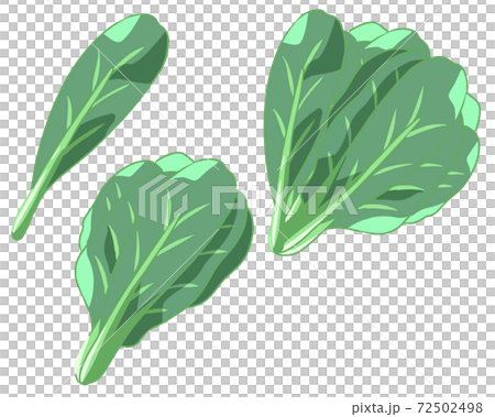 Japanese mustard spinach (no line) Japanese mustard spinach (no line) 72502498