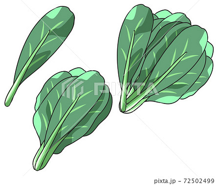 小松菜 小松菜 72502499