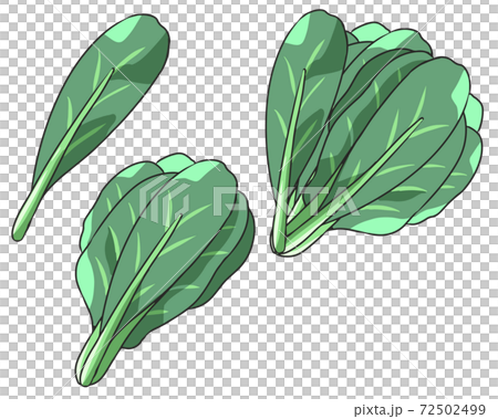 Komatsuna Komatsuna 72502499