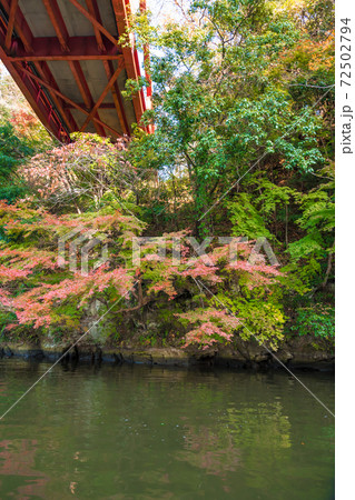 【クルーズ船から亀山湖の紅葉と赤い橋】 72502794