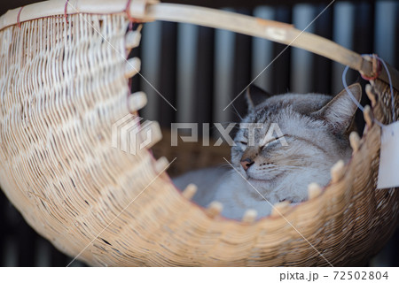 かごの中で休む猫 かごの中で休む猫 72502804