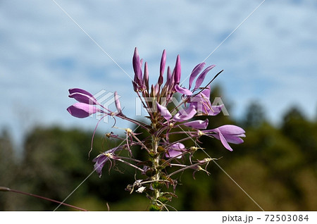 クレオーメの花 クレオーメの花 72503084