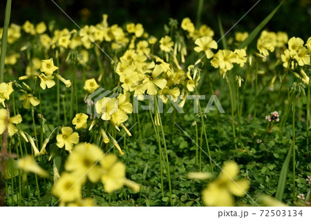 オオキカタバミ 大黄酢漿草 の花の写真素材