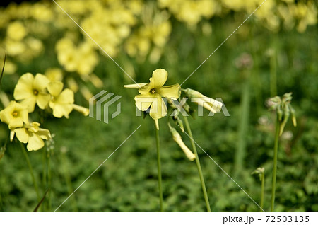 オオキカタバミ(大黄酢漿草)の花 オオキカタバミ(大黄酢漿草)の花 72503135