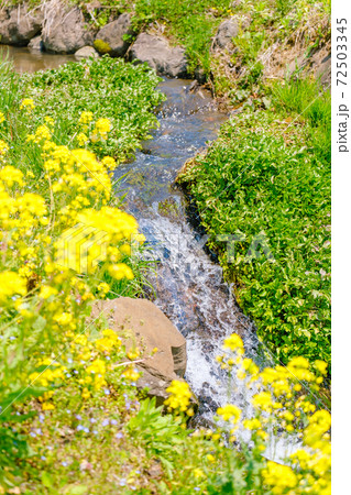 山村の春（菜の花と雪解け水流れる用水路） 72503345