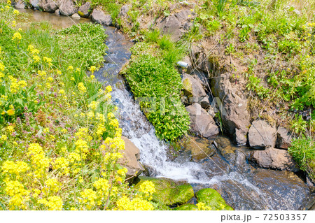 山村の春（菜の花と雪解け水流れる用水路） 72503357