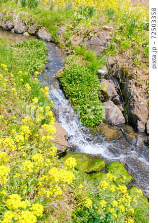 山村の春(菜の花と雪解け水流れる用水路) 山村の春(菜の花と雪解け水流れる用水路) 72503358