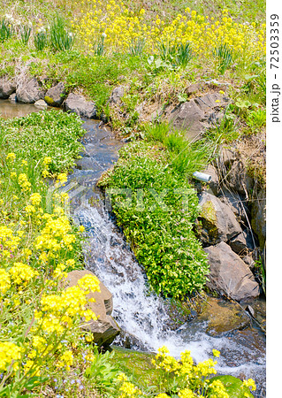山村の春（菜の花と雪解け水流れる用水路） 72503359