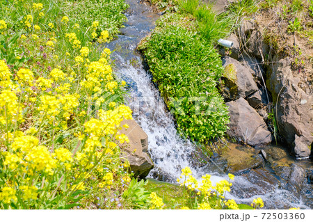山村の春(菜の花と雪解け水流れる用水路) 山村の春(菜の花と雪解け水流れる用水路) 72503360