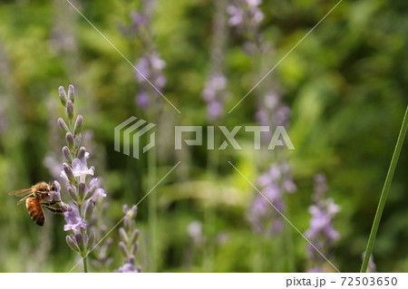 ラベンダー畑で蜜を集めるセイヨウミツバチ 72503650