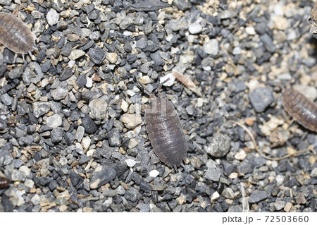 ワラジムシ ワラジムシ 72503660