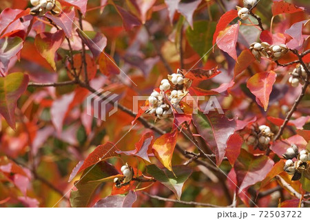 紅葉と白い実がきれいなナンキンハゼの樹 紅葉と白い実がきれいなナンキンハゼの樹 72503722