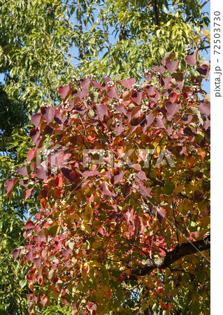 紅葉と白い実がきれいなナンキンハゼの樹 紅葉と白い実がきれいなナンキンハゼの樹 72503730