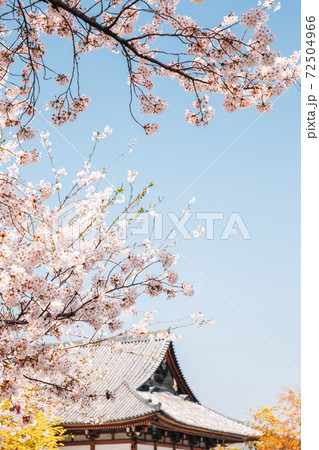 Toji temple with cherry blossoms at spring in Kyoto, Japan 72504966