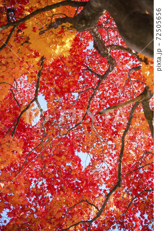 大木の紅葉を見上げる 大木の紅葉を見上げる 72505656