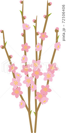 桃の花　ベタ塗り 72506406
