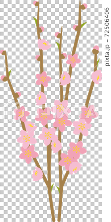 桃の花　ベタ塗り 72506406