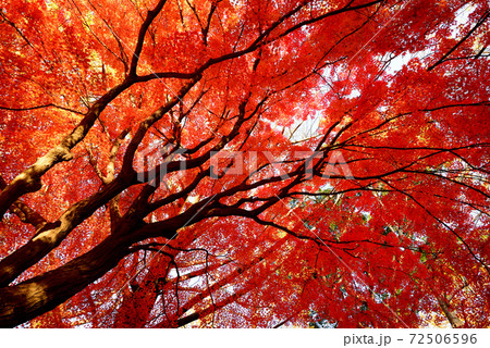 東京　代々木公園の紅葉 72506596