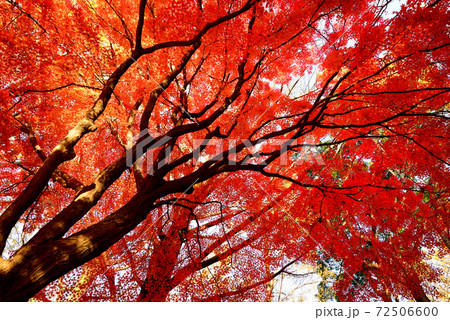 東京 代々木公園の紅葉 東京 代々木公園の紅葉 72506600
