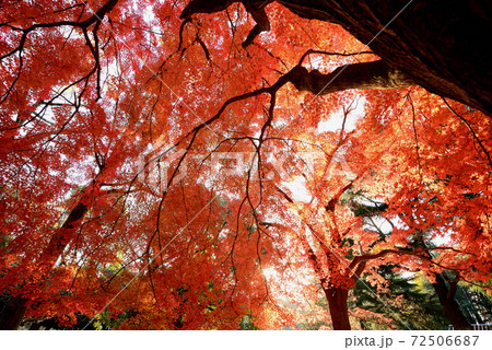 東京 代々木公園の紅葉 東京 代々木公園の紅葉 72506687