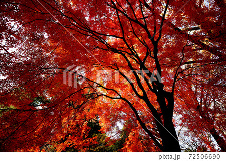 東京 代々木公園の紅葉 東京 代々木公園の紅葉 72506690