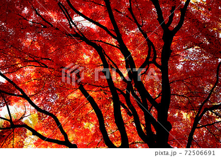 東京 代々木公園の紅葉 東京 代々木公園の紅葉 72506691