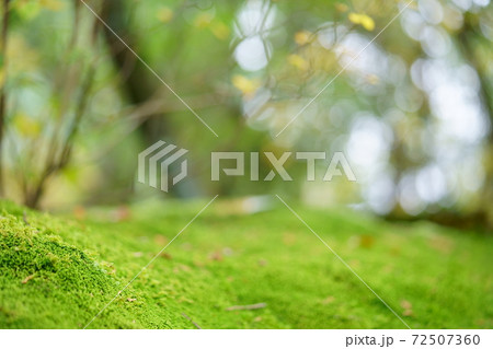 秋の苔庭4 秋の苔庭4 72507360