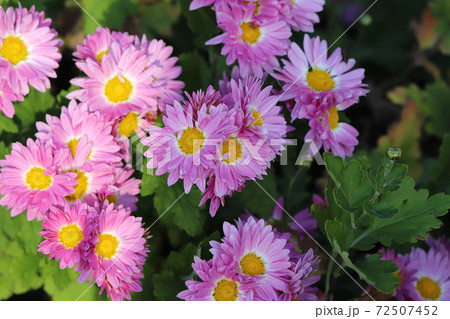 秋の花壇に咲く小菊のピンクの花の写真素材