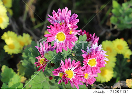 秋の花壇に咲く小菊のピンクの花の写真素材