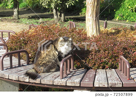 目を病んだ野良猫 目を病んだ野良猫 72507899