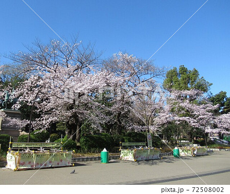 上野公園の桜（2020/03） 72508002