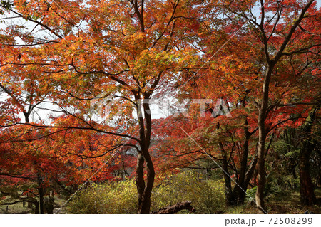 かまど神社 72508299
