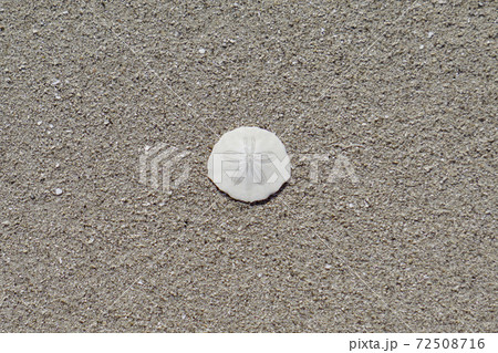 タコの枕(貝殻) タコの枕(貝殻) 72508716