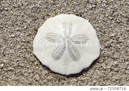 タコの枕(貝殻) タコの枕(貝殻) 72508718