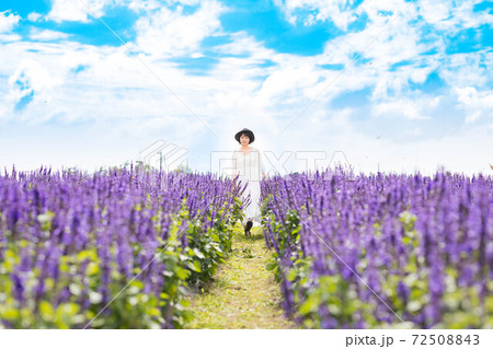 滋賀県 琵琶湖の見える丘　ラベンダー畑 72508843