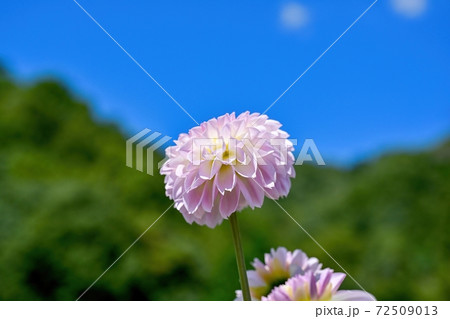 青空バックに咲く満開の薄紫のダリアの写真素材